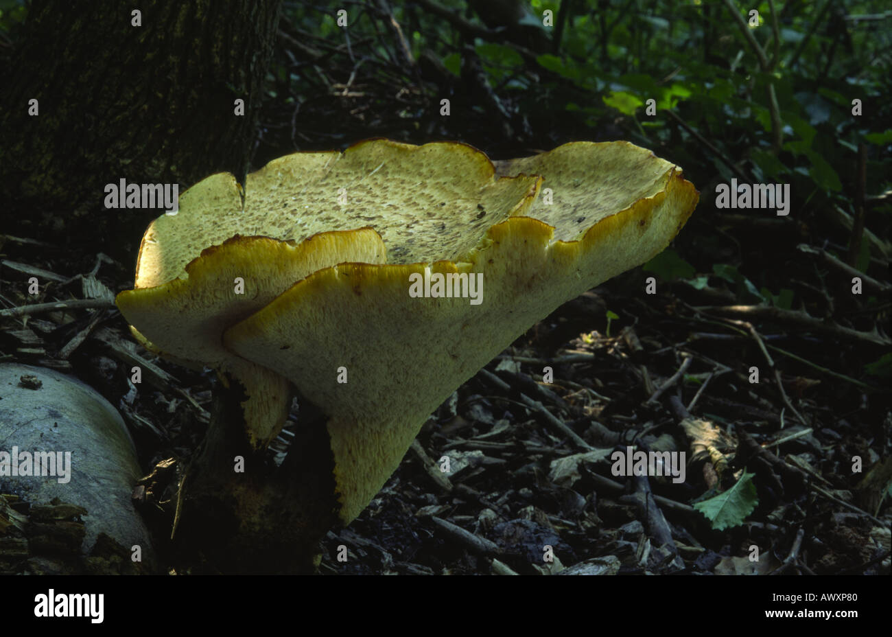 Die Dryade Sattel Polyporus an Stockfoto