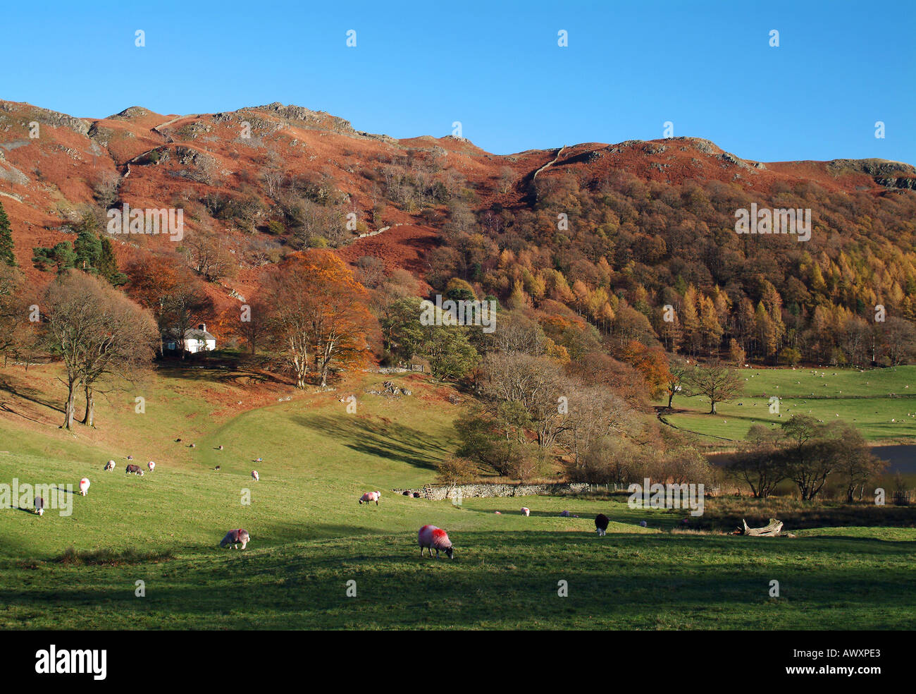 Die wie Bauernhof, Loughrigg Fell & Loughrigg Tarn in Herbst, Cumbria, Lake District, Großbritannien Stockfoto