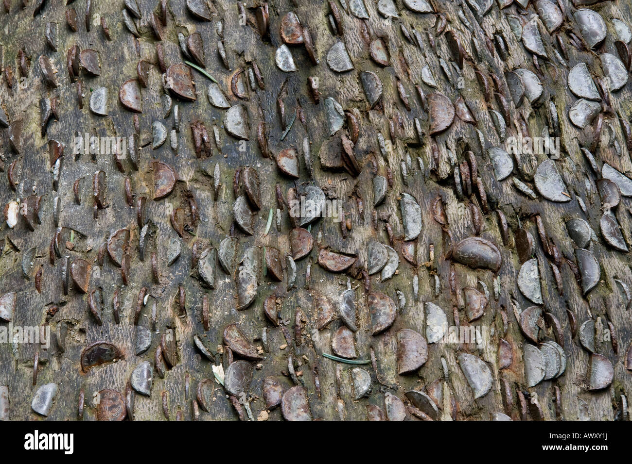Münzen Geld eingebettet im Stamm des Baumes in der Nähe von Aira Force in der Nähe von Keswick Seenplatte Cumbria Stockfoto