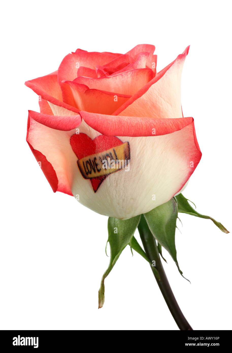 Rosa Blume rose isoliert auf weißem Hintergrund Stockfoto