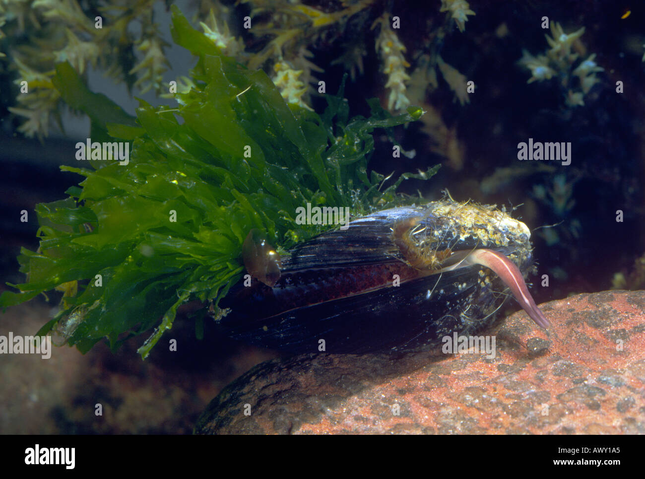 Gemeinsamen Miesmuschel Mytilus Edulis. Fuß zeigt. Mittelmeer Stockfoto