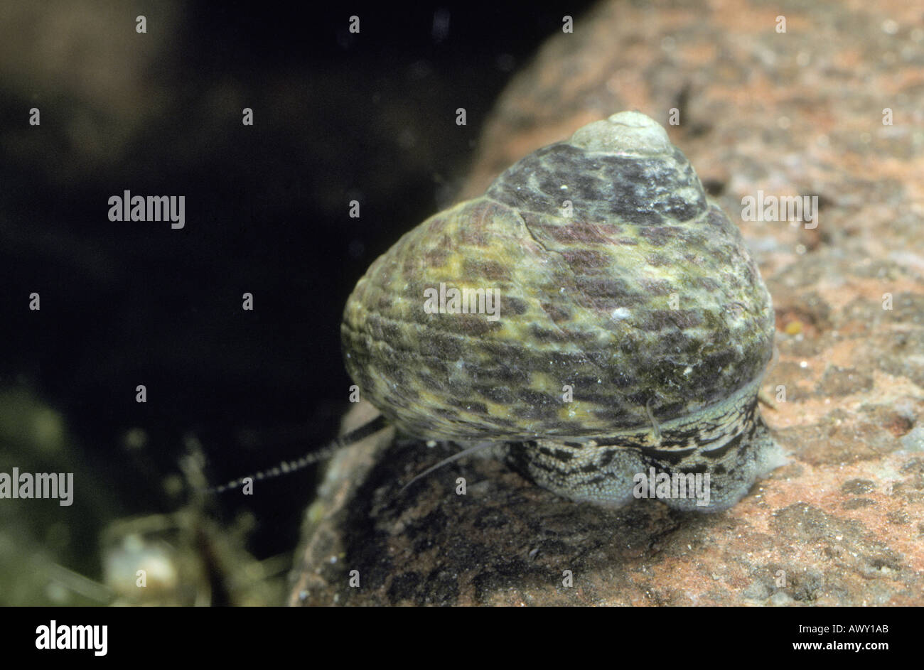 Marine Schnecke, Osilinus turbinatus Stockfoto