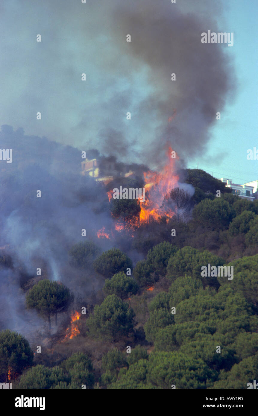 Waldbrand am Pinienwald in der Nähe von Häusern. Spanien Stockfoto