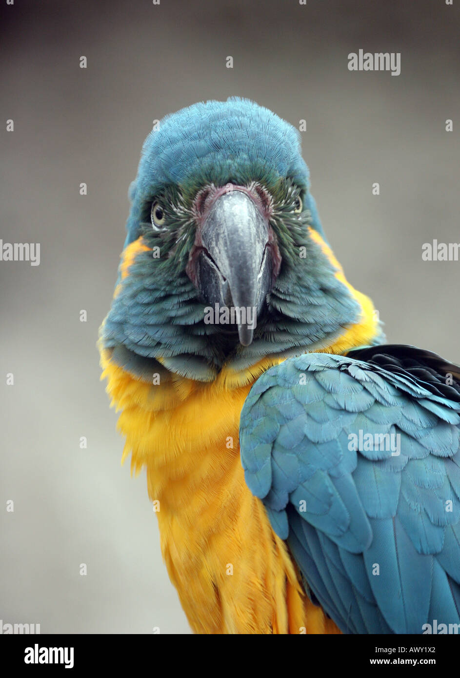 Blau-throated Aras (Ara Glaucogularis) Stockfoto