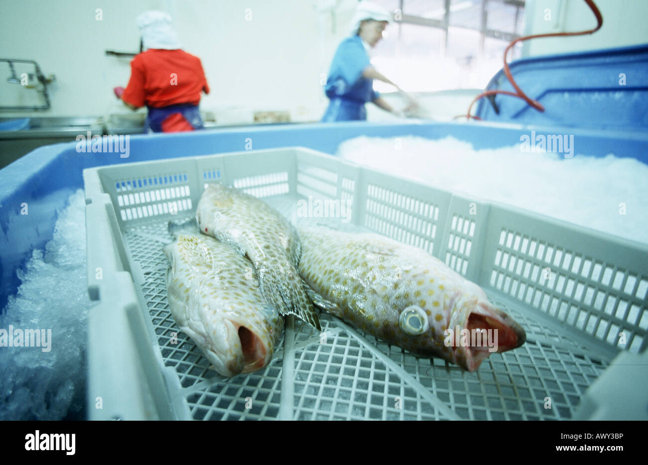 Fische im Korb über Eis, Menschen, die Arbeiten im Hintergrund Stockfoto