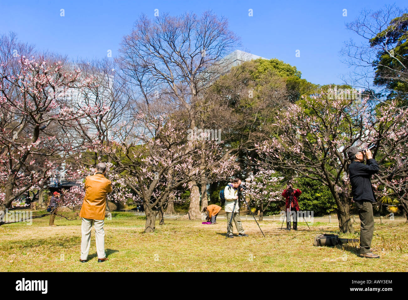 Viele Fotografen die Fotos von den ersten Pflaumenbäume, blühen im zeitigen Frühjahr im Hama-Rikyu-Garten in Tokio Japan Stockfoto