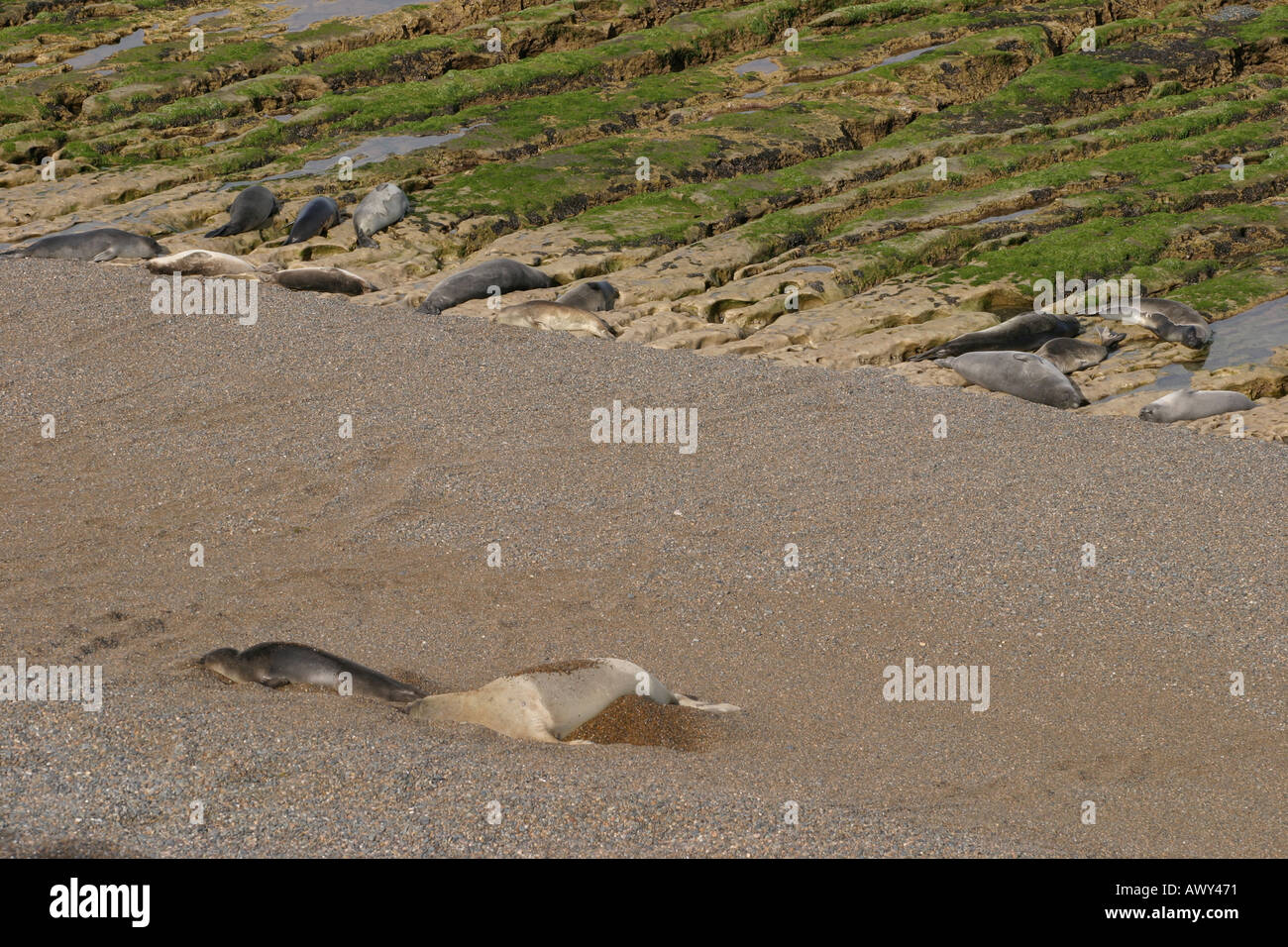 See-Elefanten in der Nähe von Puerto Madryn, Patagonien, Argentinien Stockfoto