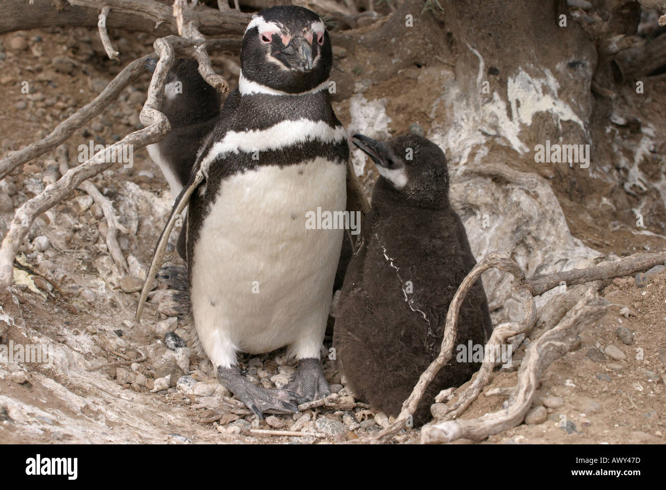 Nisten Magellanic Penguin in der Nähe von Puerto Madryn, Argentinien Stockfoto