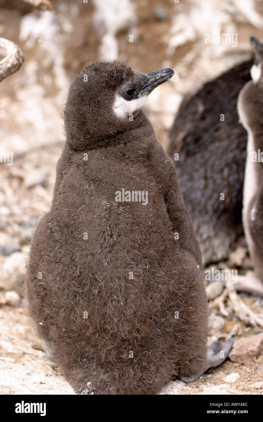 Young-Magellan-Pinguin in der Nähe von Puerto Madryn, Argentinien Stockfoto