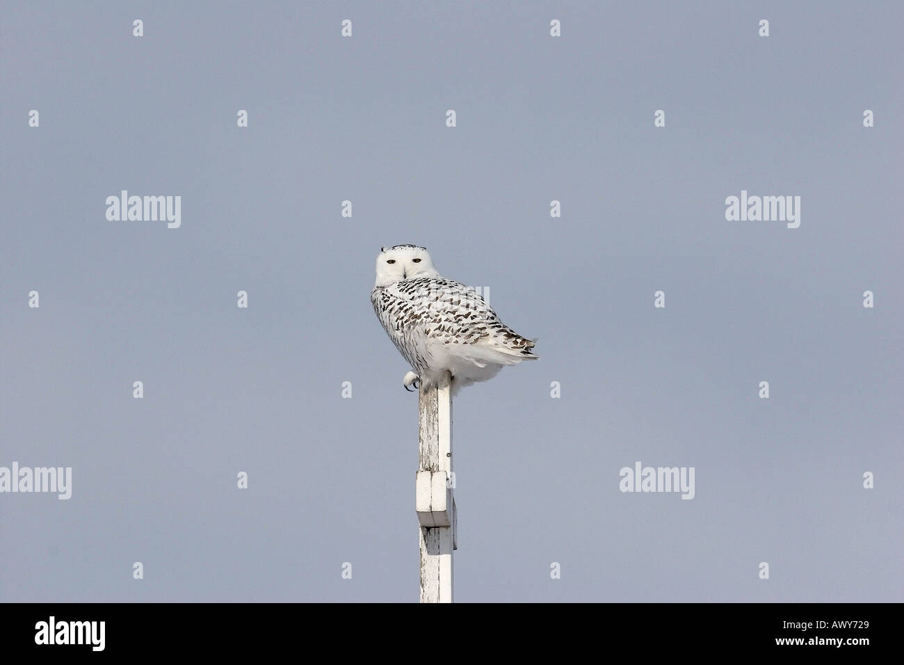 Schneeeule gehockt Kreuz in Saskatchewan, Kanada Stockfoto