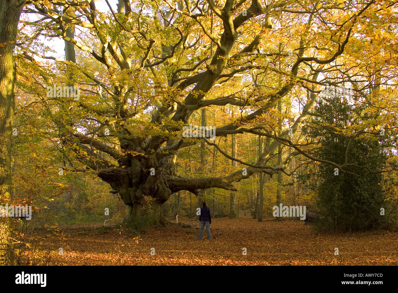 Frithsden buchen - Ashridge Woods - Hertfordshire Stockfoto