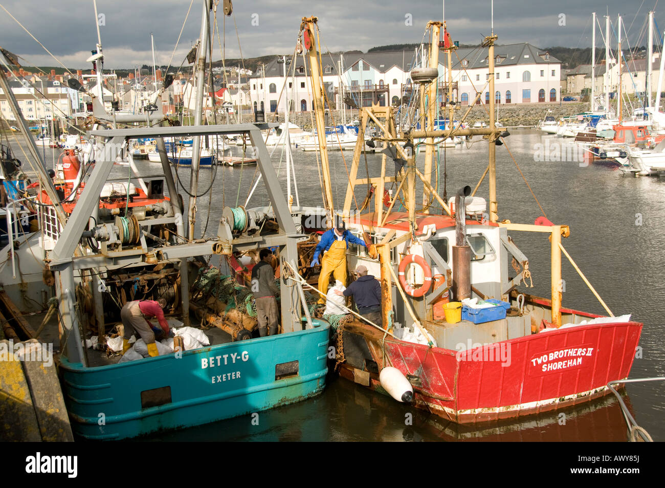 Trawler Fischerboote Säcke mit fangfrischem Cardigan Bay landing "Muscheln" am Kai im Hafen von Aberystwyth Stockfoto