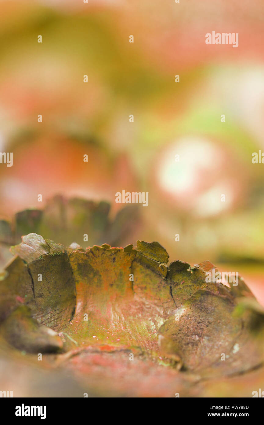 Amber Pot Pouri abstrakt Stockfoto