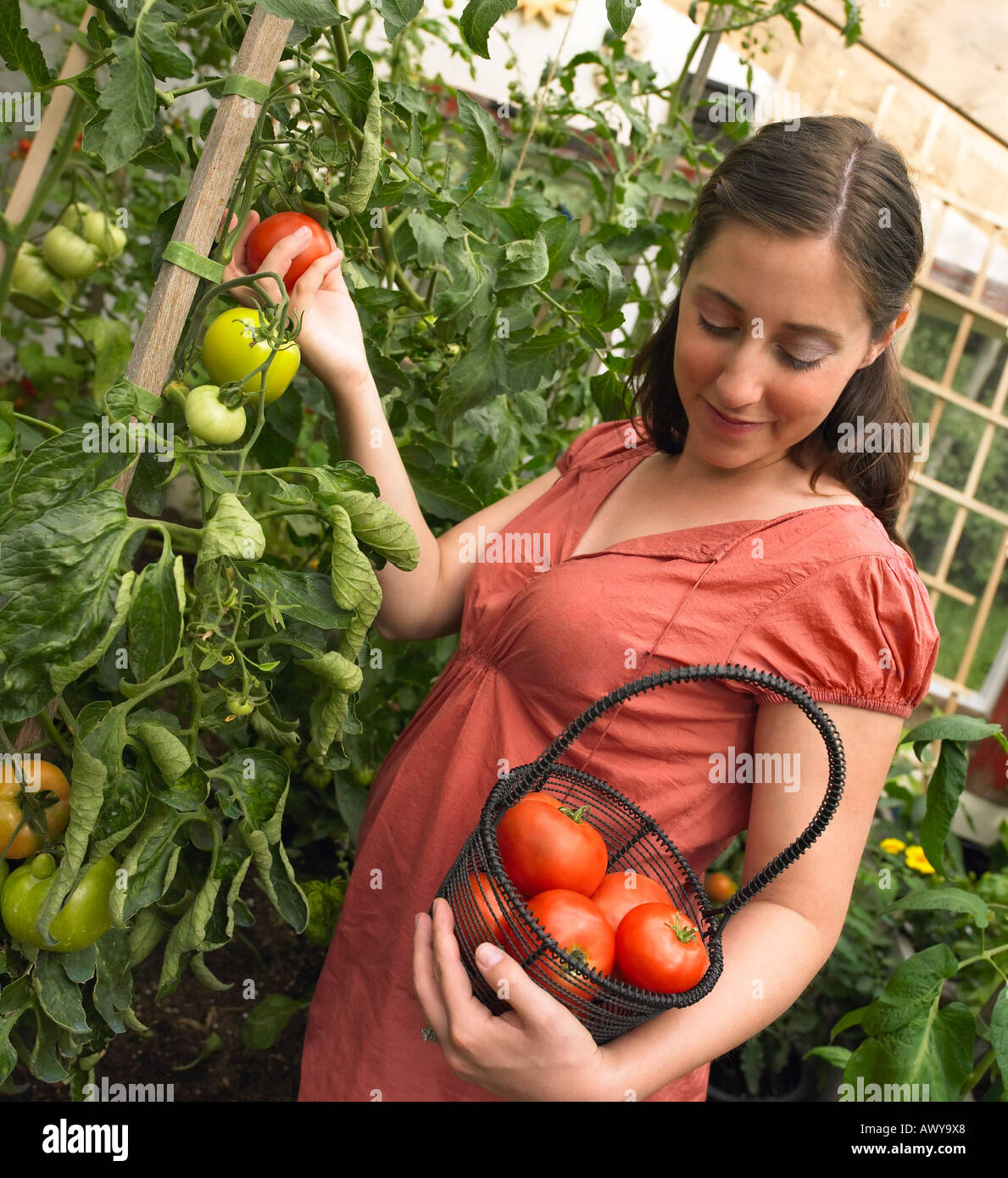 Schwangere Frau Kommissionierung Tomaten Stockfoto