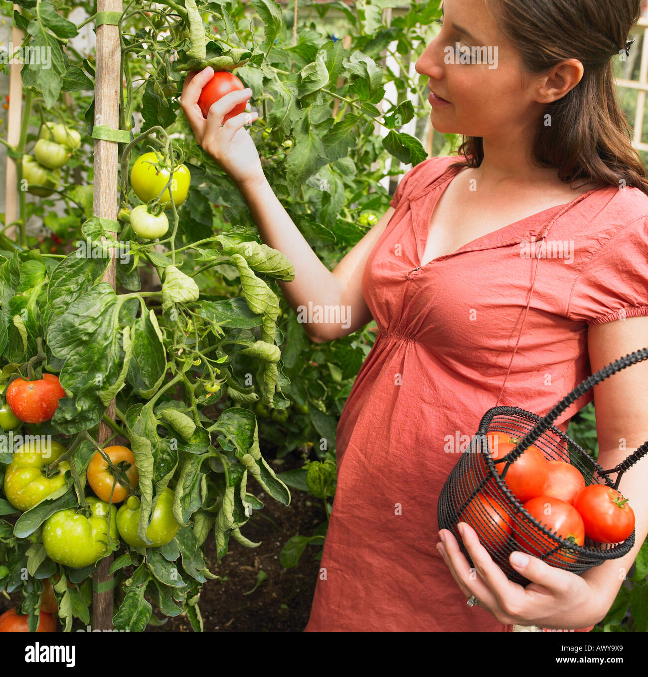 Schwangere Frau Kommissionierung Tomaten Stockfoto