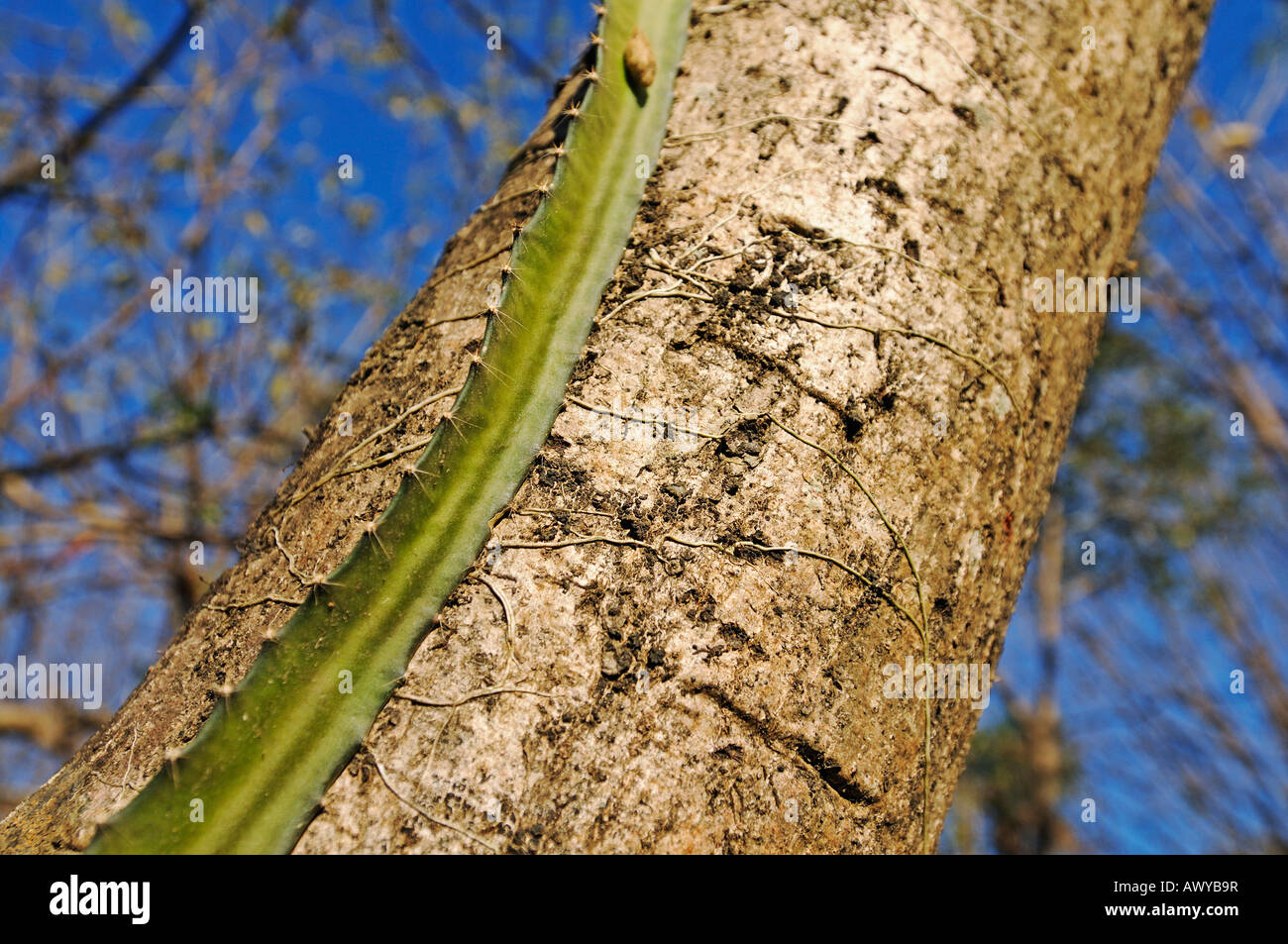 Kaktus wächst auf einem Baum im Norden von Costa Rica, Guanacaste, Mittelamerika Stockfoto