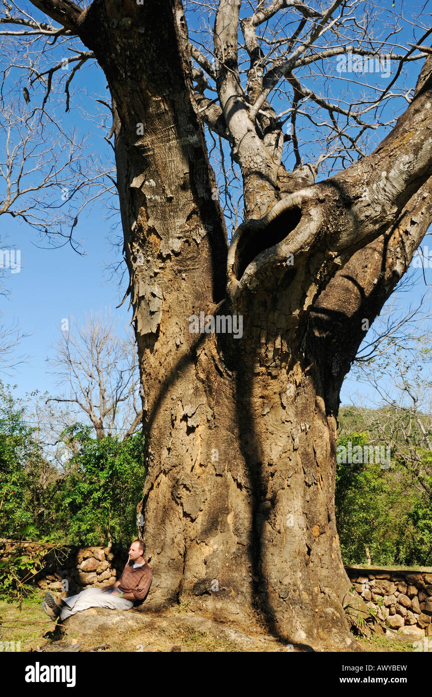 Mann sitzt in der Nähe von einem riesigen Baum im Norden von Costa Rica, Guanacaste, Mittelamerika Stockfoto