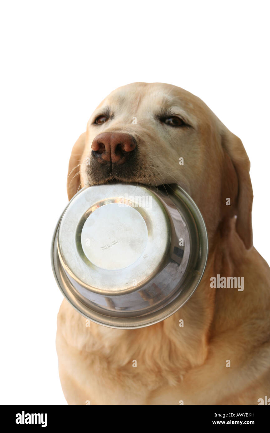 hungrigen Hund Stockfoto