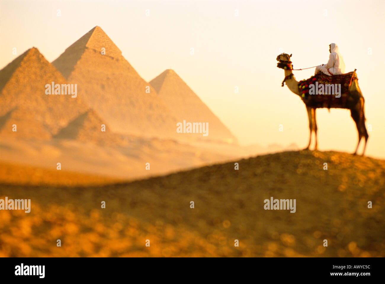 Camal und Pyramiden Gizeh Kairo Ägypten Stockfoto