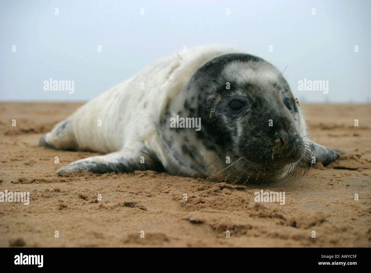 Grey Seal Pup Halichoerus Grypus Donna Nook Stockfoto