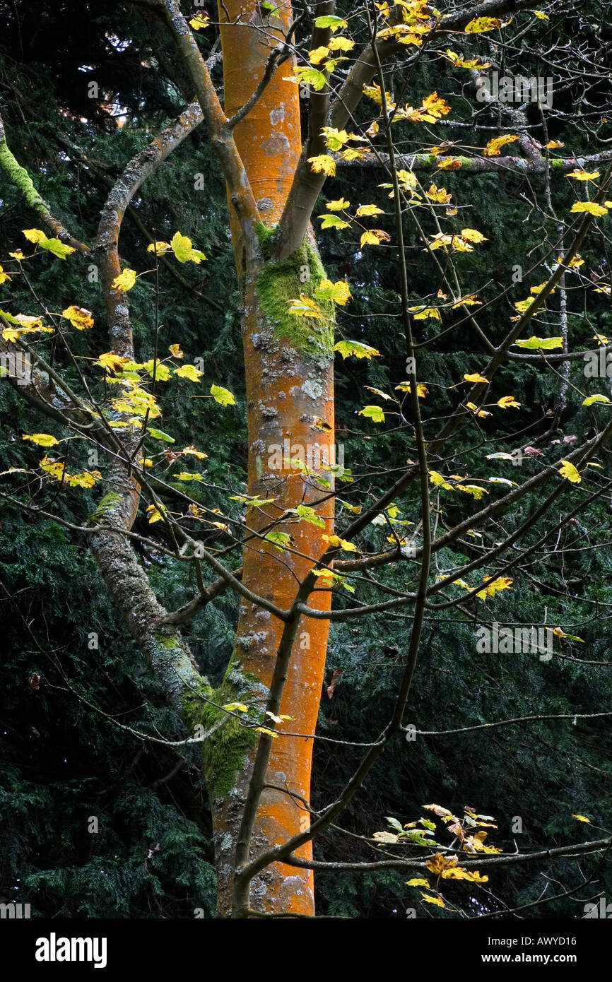 Herbst Westonbirt Arboretum England Stockfoto