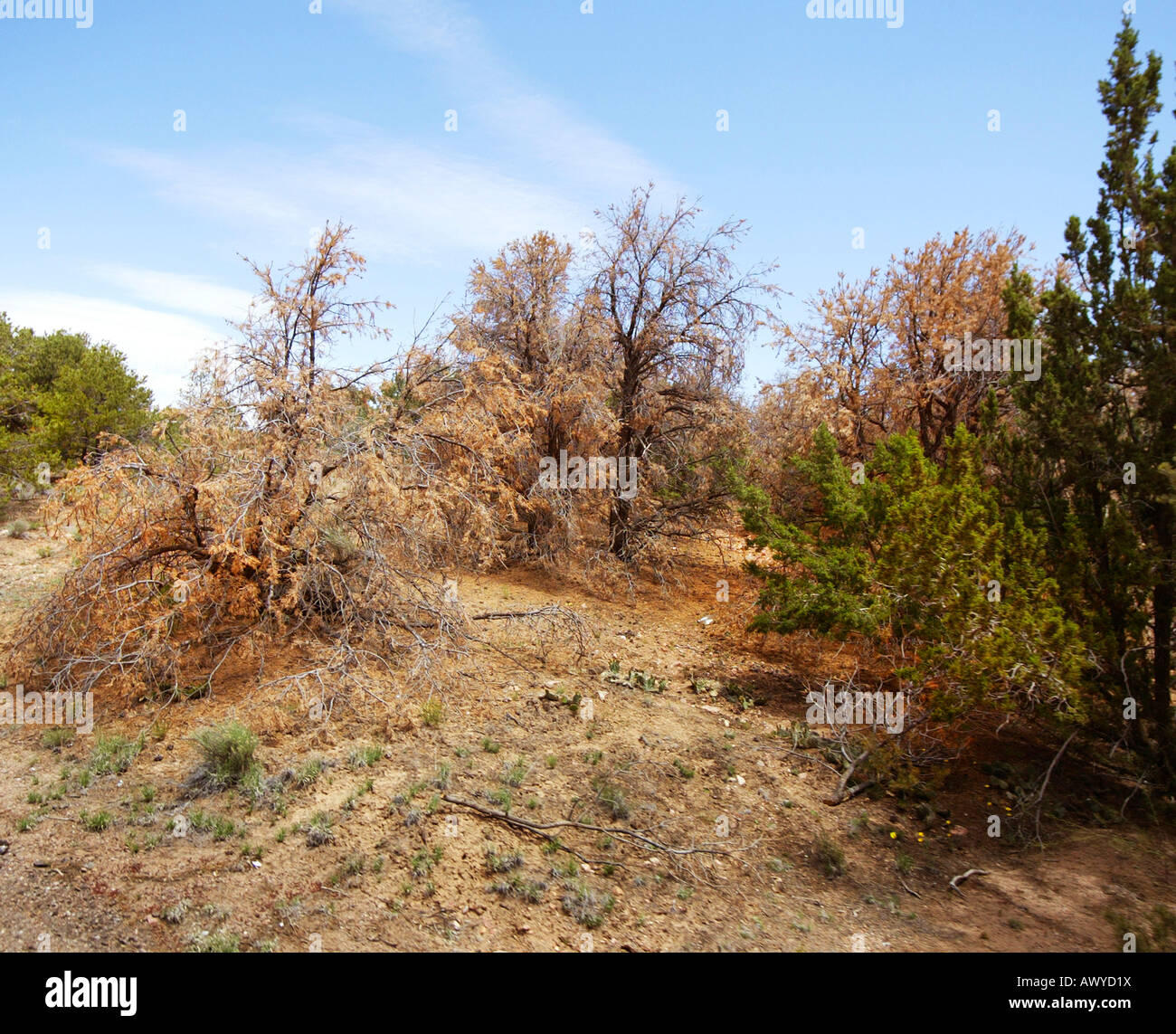 Toten Pinon Pinien verursacht durch schwere Dürre in der Nähe von Santa Fe New Mexico USA Stockfoto