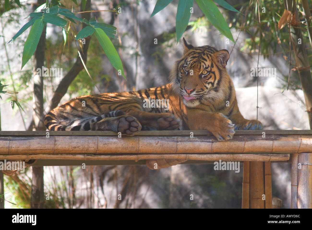 Entspannung im Schatten bei Sydney s Tarong Zoo tiger Stockfoto