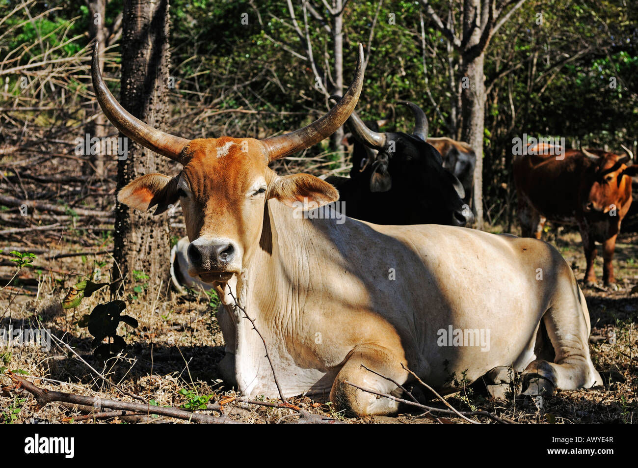 Rinder auf einer Weide in Guanacaste Provinz, Costa Rica, Mittelamerika Stockfoto