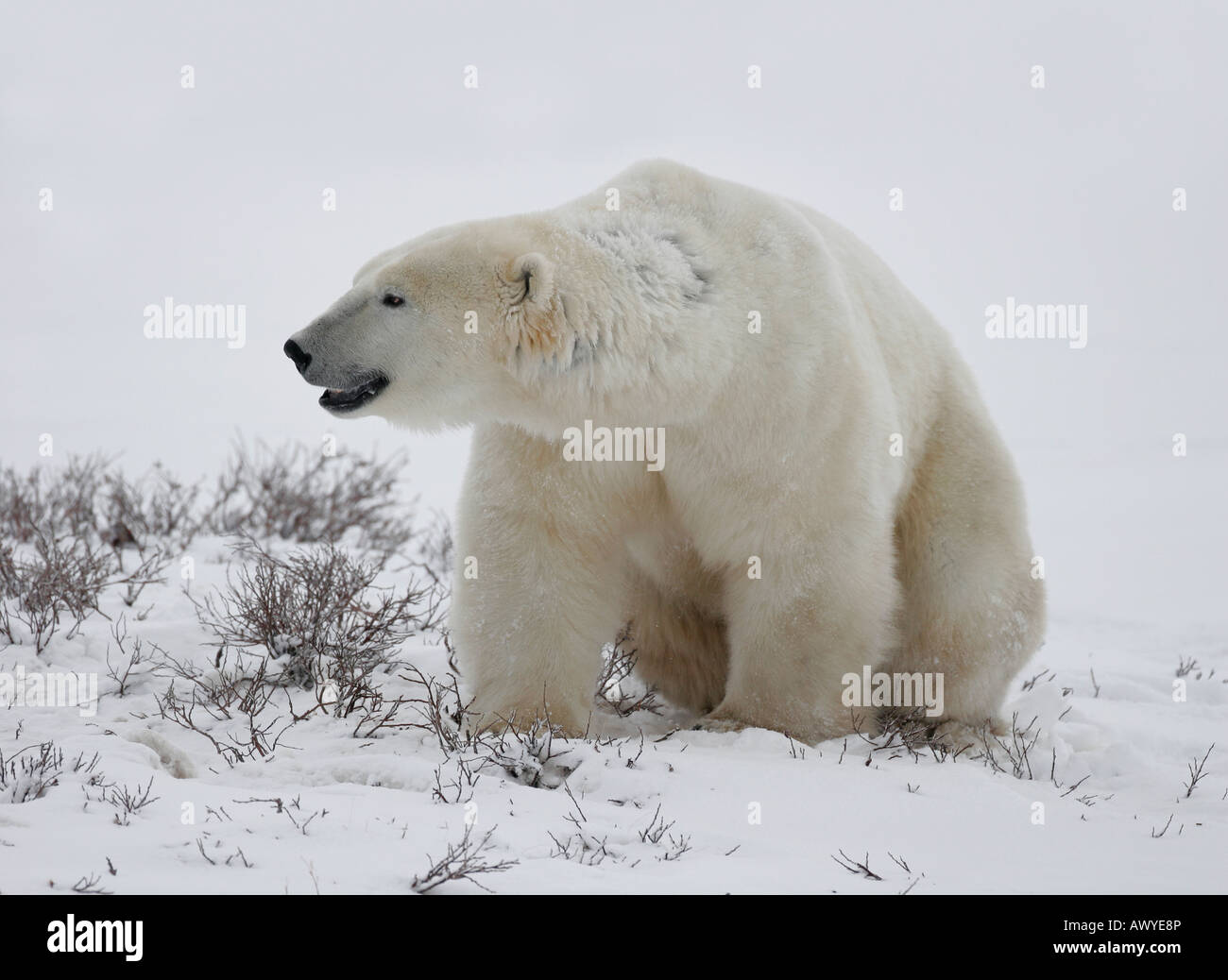 Eine extreme Nahaufnahme eines Eisbären zu den Fotografen bei der Jagd im Schnee der arktischen Tundra. Stockfoto