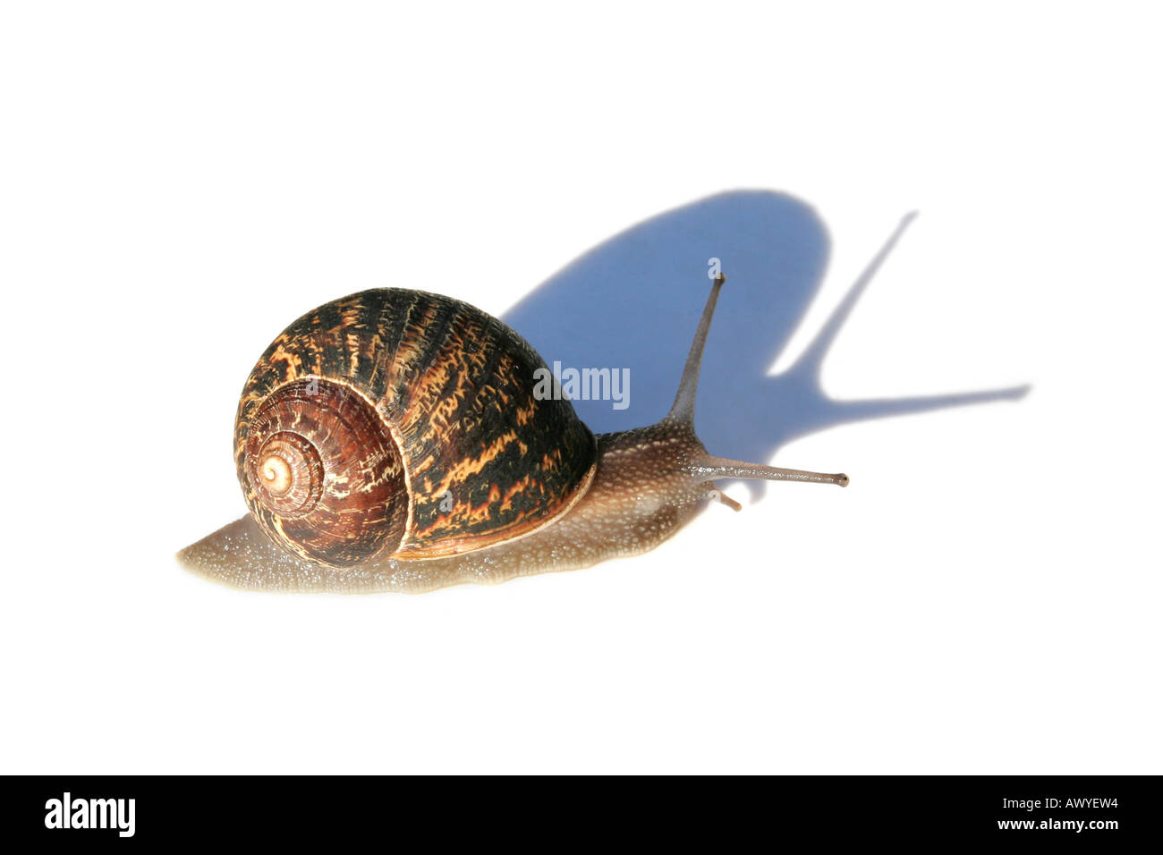 Franzosen Escargot isoliert auf weißem Hintergrund mit großer Schatten Stockfoto