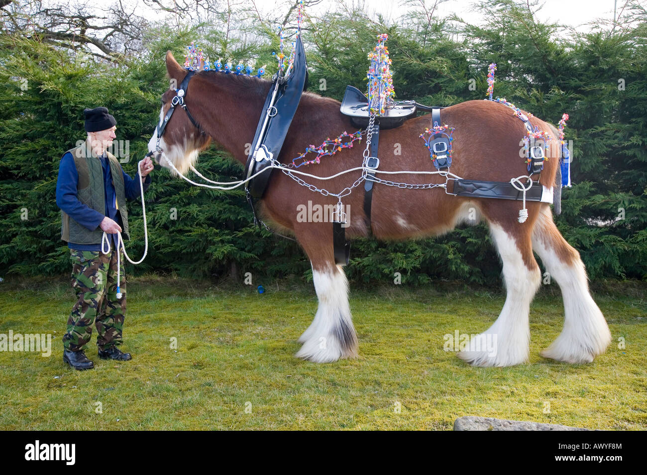 Clydesdale Shire Zugpferd mit weißen Blazen, dekorierten Harness, Zügel, Halsbänder und Scheuklappen, gehalten von Scottish Handler, Schottland, Großbritannien Stockfoto