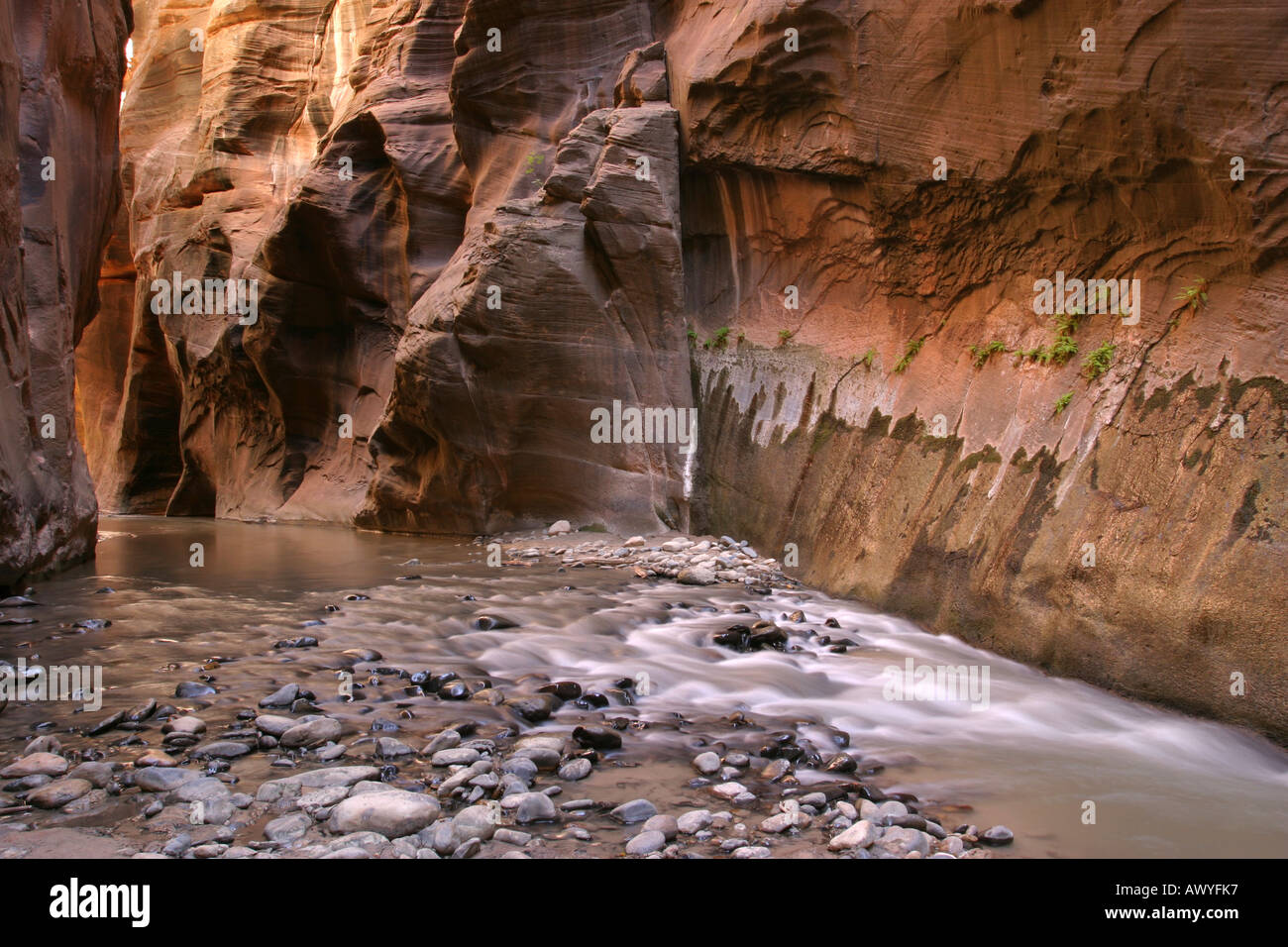 Langsam Wasser in die Narrows, Zion Nationalpark, Utah, USA Stockfoto