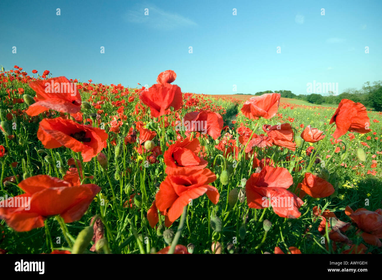 Mohn Papaver Somniferum BLOWING IN THE WIND IN ein Feld IN LINCOLNSHIRE Stockfoto