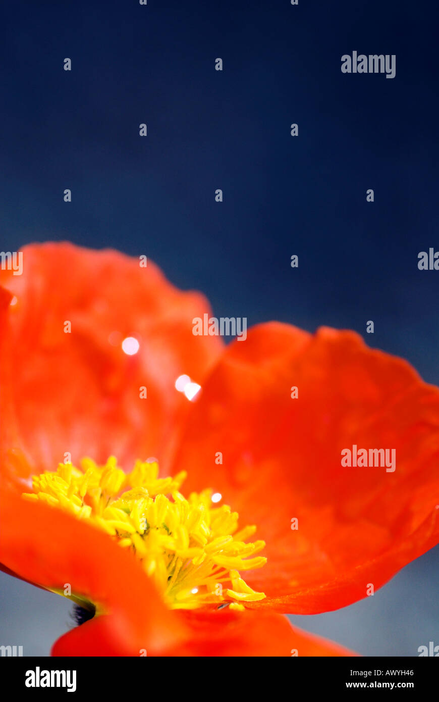 Mohn Mohnblumen Papaver orange Stockfoto