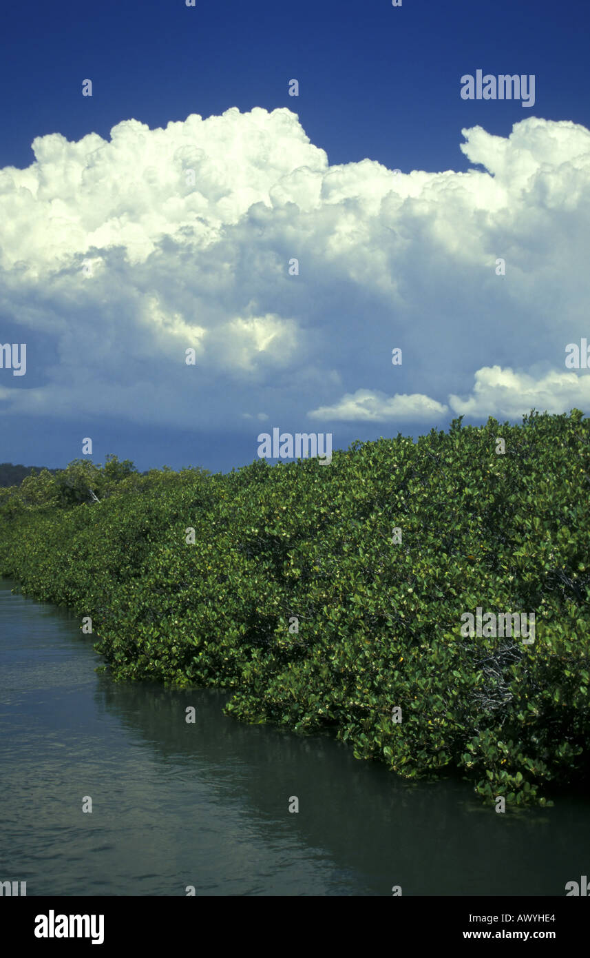 Flut in den Mangroven Great Sandy Straits Fraser Insel Hervey Bay Queensland Australien Stockfoto