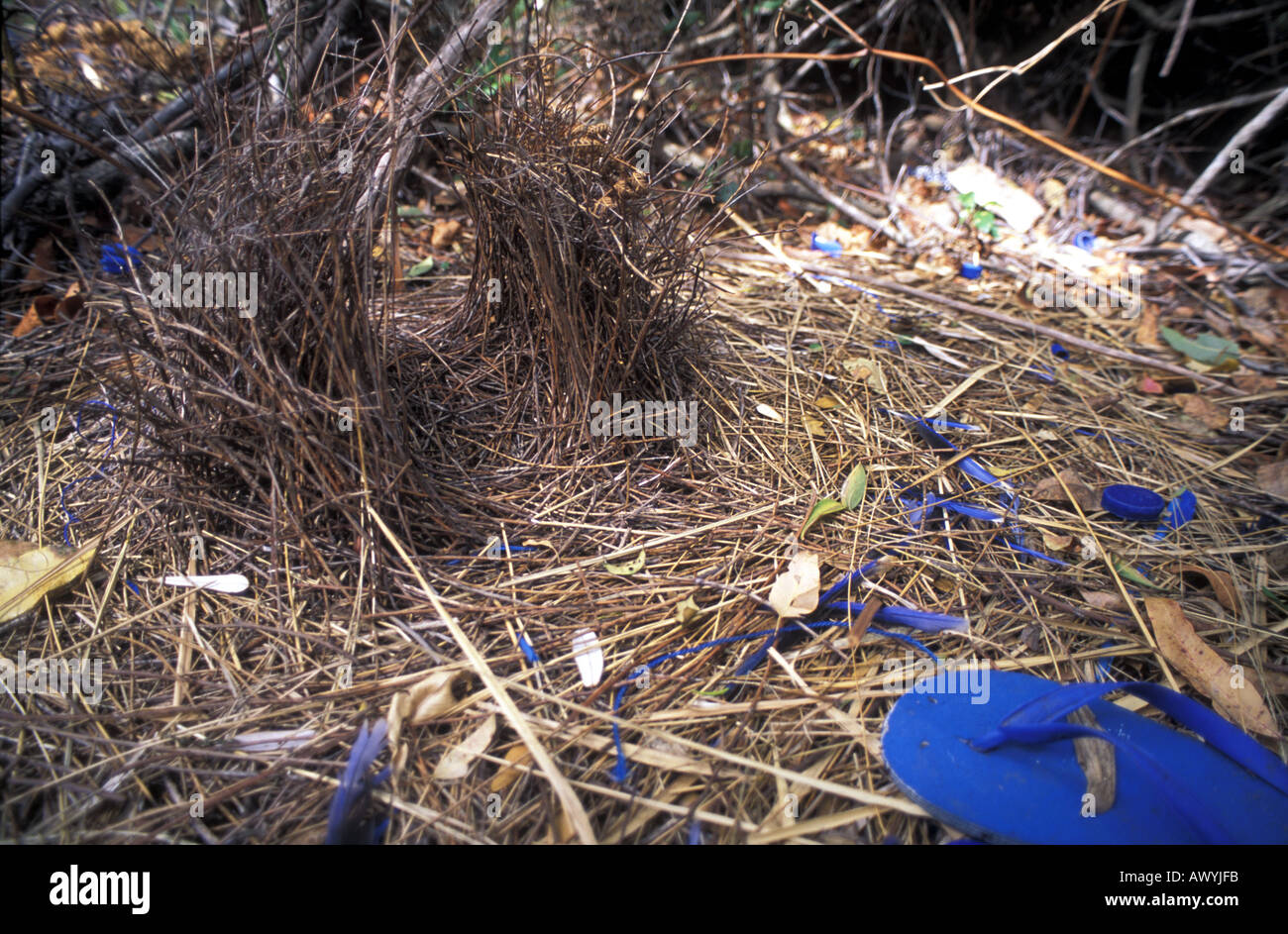 Bower satin Laubenvogel (Ptilonorhynchus Violaceus) mit gesammelten blauen Objekte einschließlich ein Flipflop (String) Stockfoto