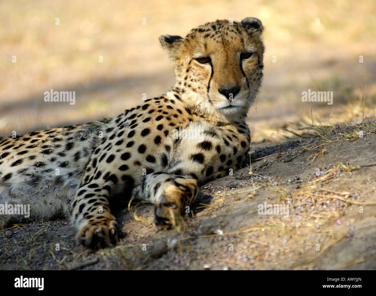 Gepard Acinonyx Jubatus Savuti Game Reserve Botswana Stockfoto
