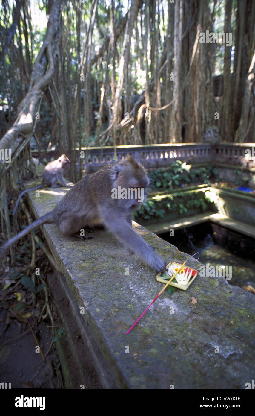 Balinesische Makaken zu essen, ein Hindu religiösen bietet Monkey Forest Ubud Bali Indonesien Stockfoto