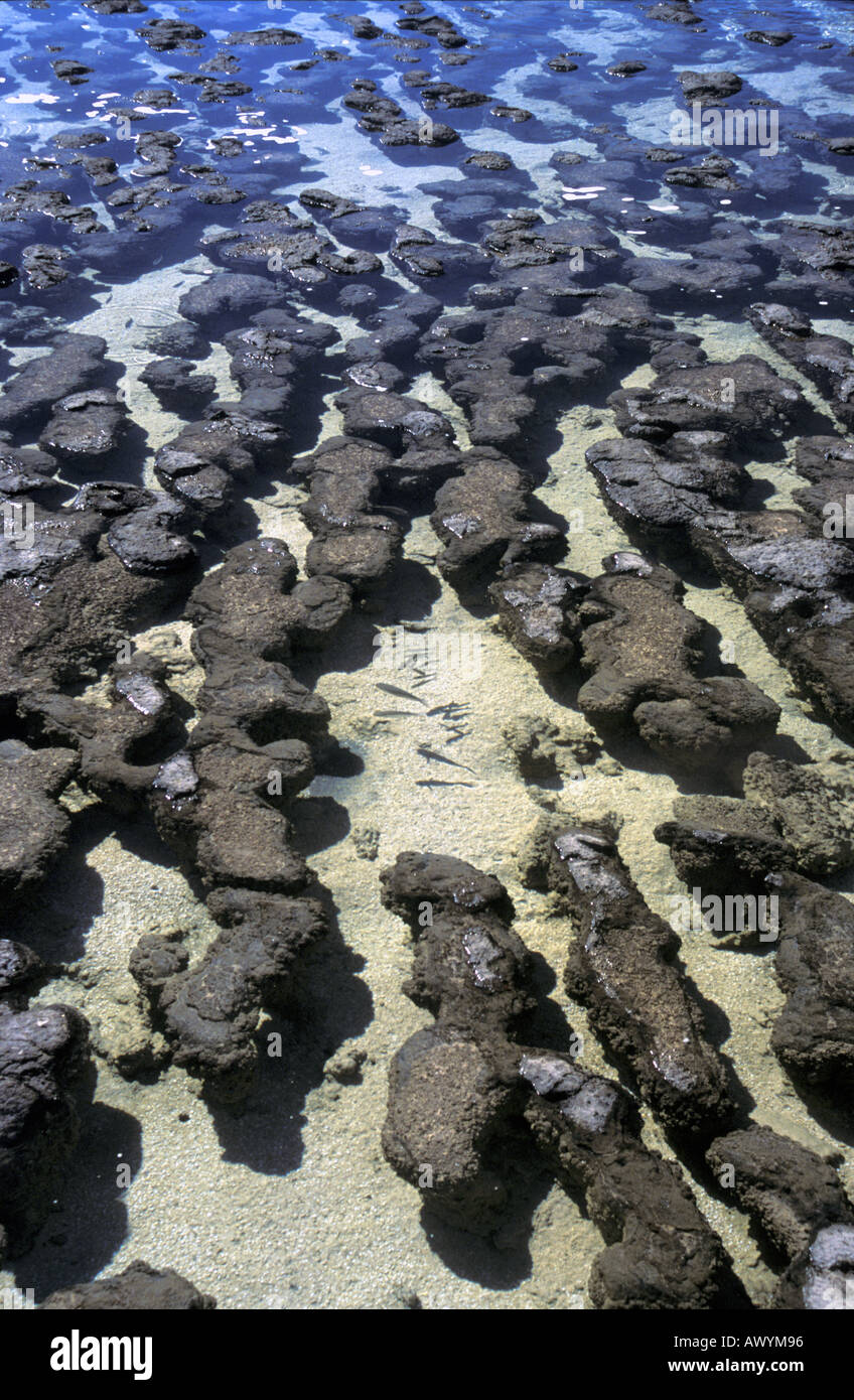 Stromatolithen im Hamelin Pool Shark Bay World Heritage Area Westaustralien Stockfoto