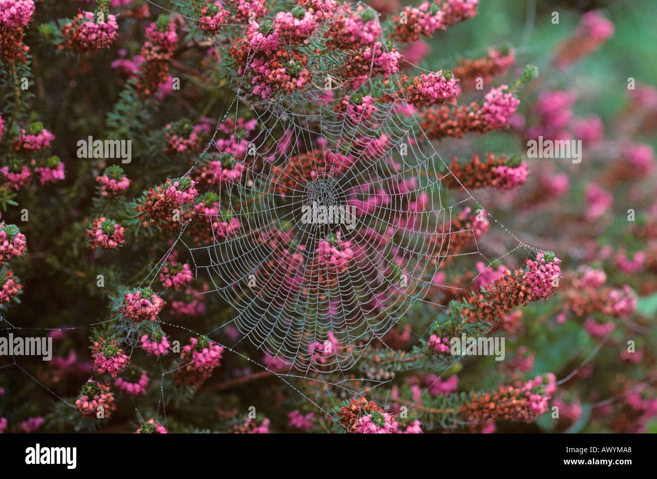 Orb Spider Web in Heather Stockfoto