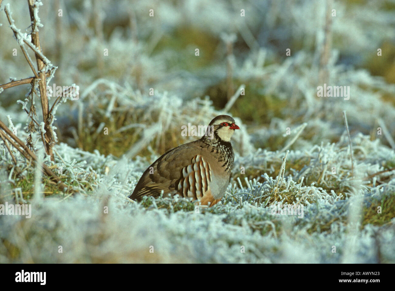 Red-legged Partridge Alectoris rufa in Frost Stockfoto