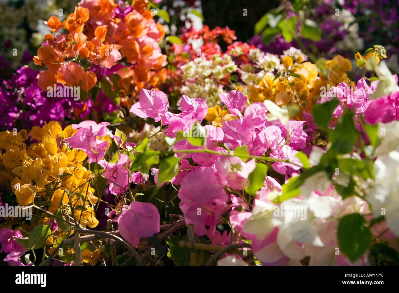 Bougainvilla Blumen Stockfoto