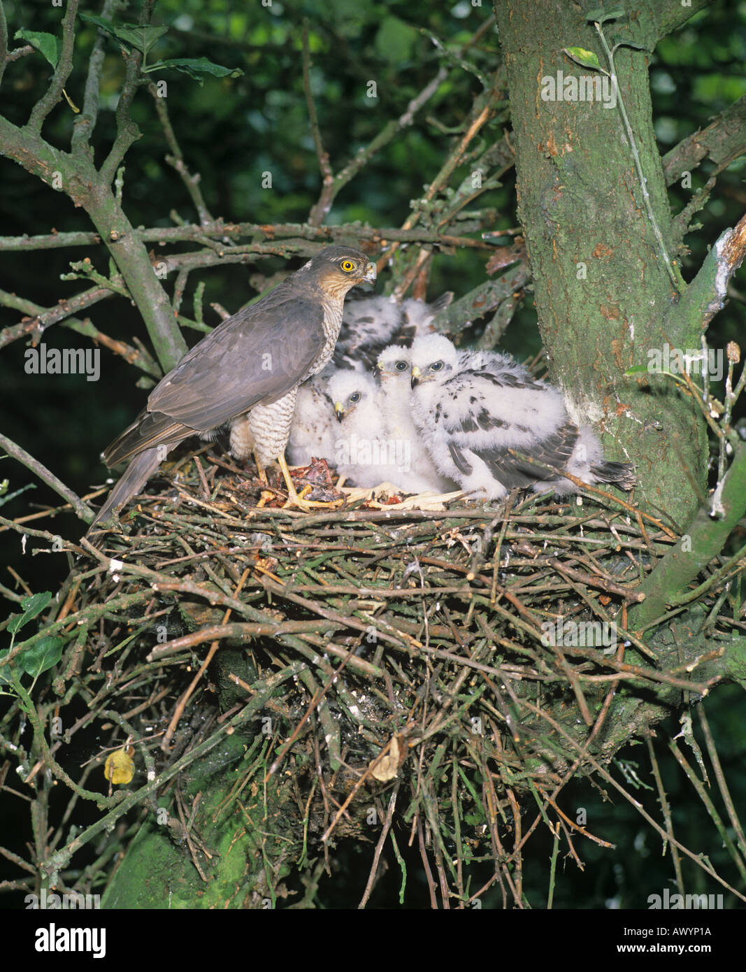 Sperber Accipiter Nisus Weibchen im Nest Stockfoto