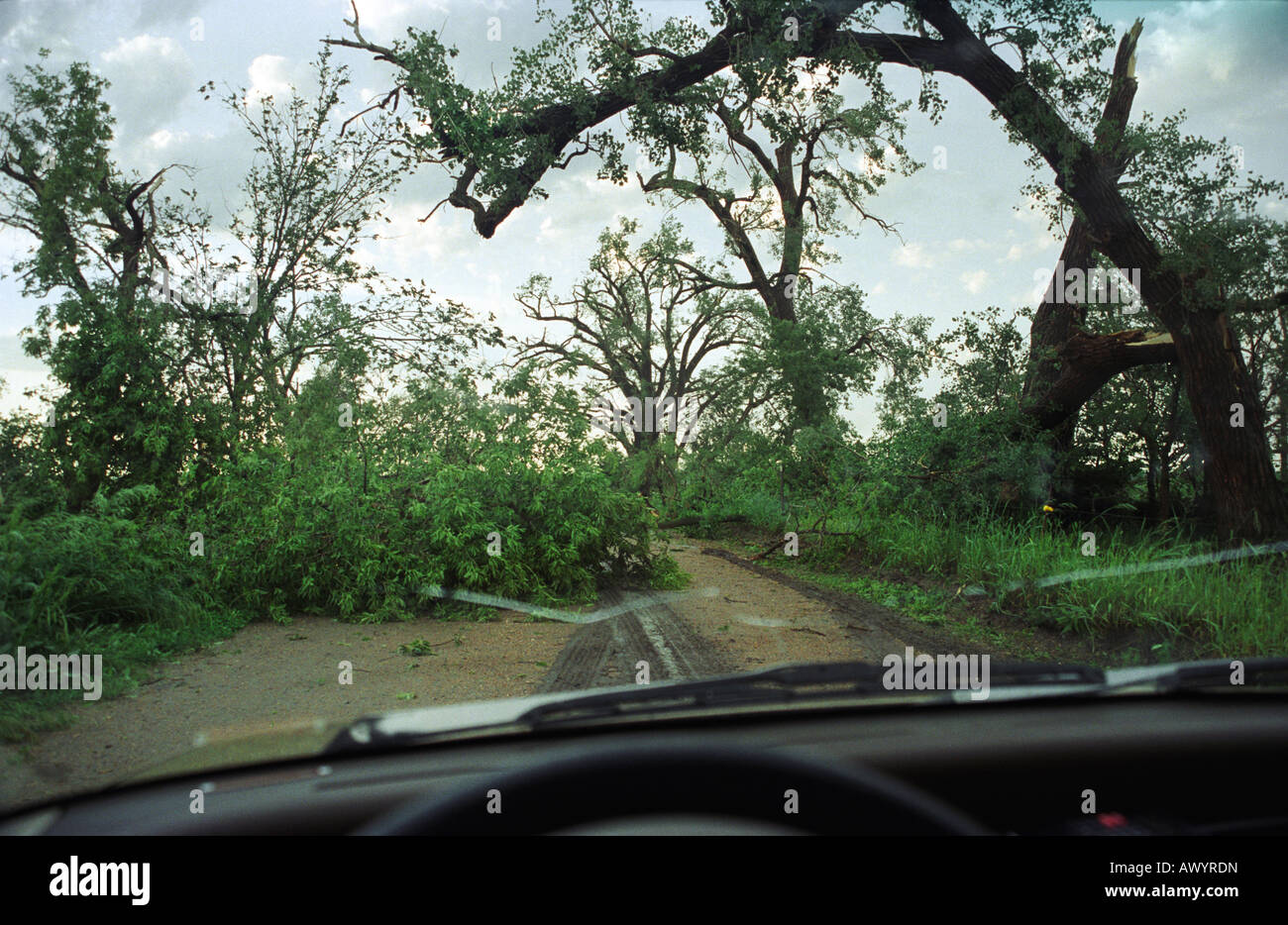 Blick durch eine gebrochene Windishield auf umgestürzte Bäume blockieren die Straße auf einer Verfolgungsjagd Sturm Stockfoto