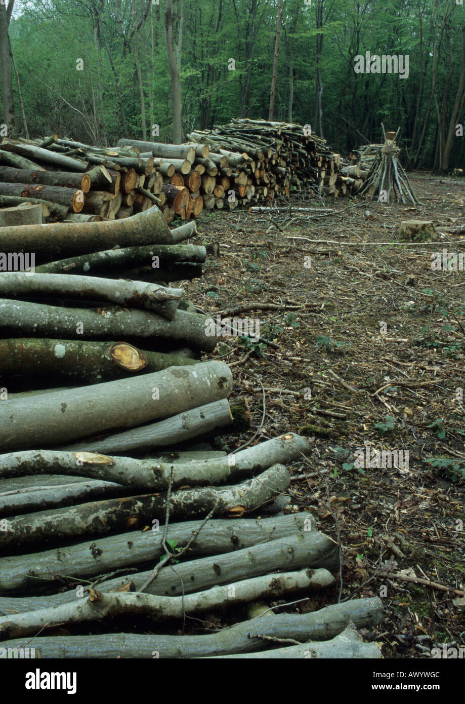 Holz-Management bei Reydon Holz in Suffolk Uk Stockfoto