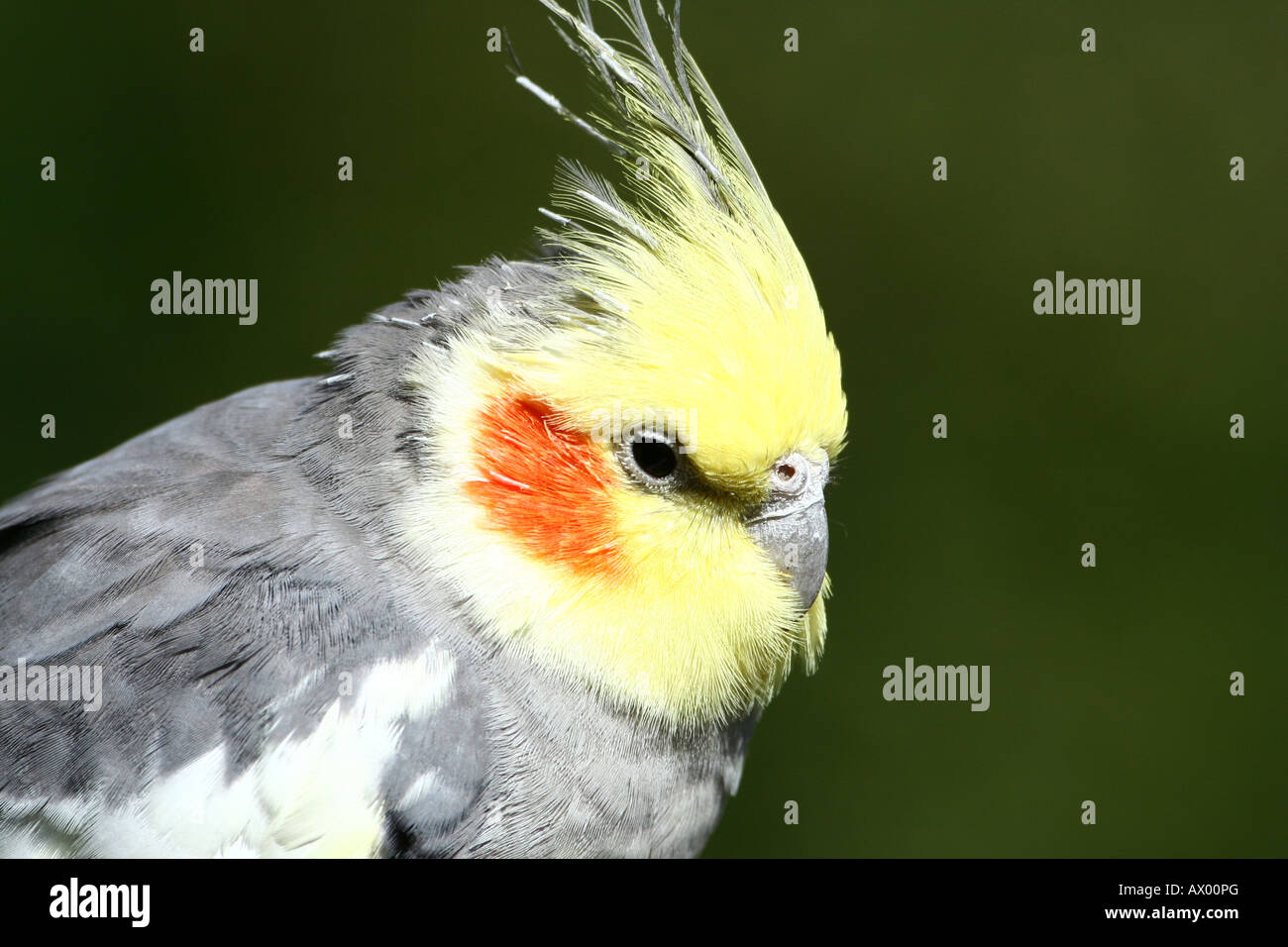 Leiter der ein Nymphensittich Sittich - Nymphicus hollandicus Stockfoto