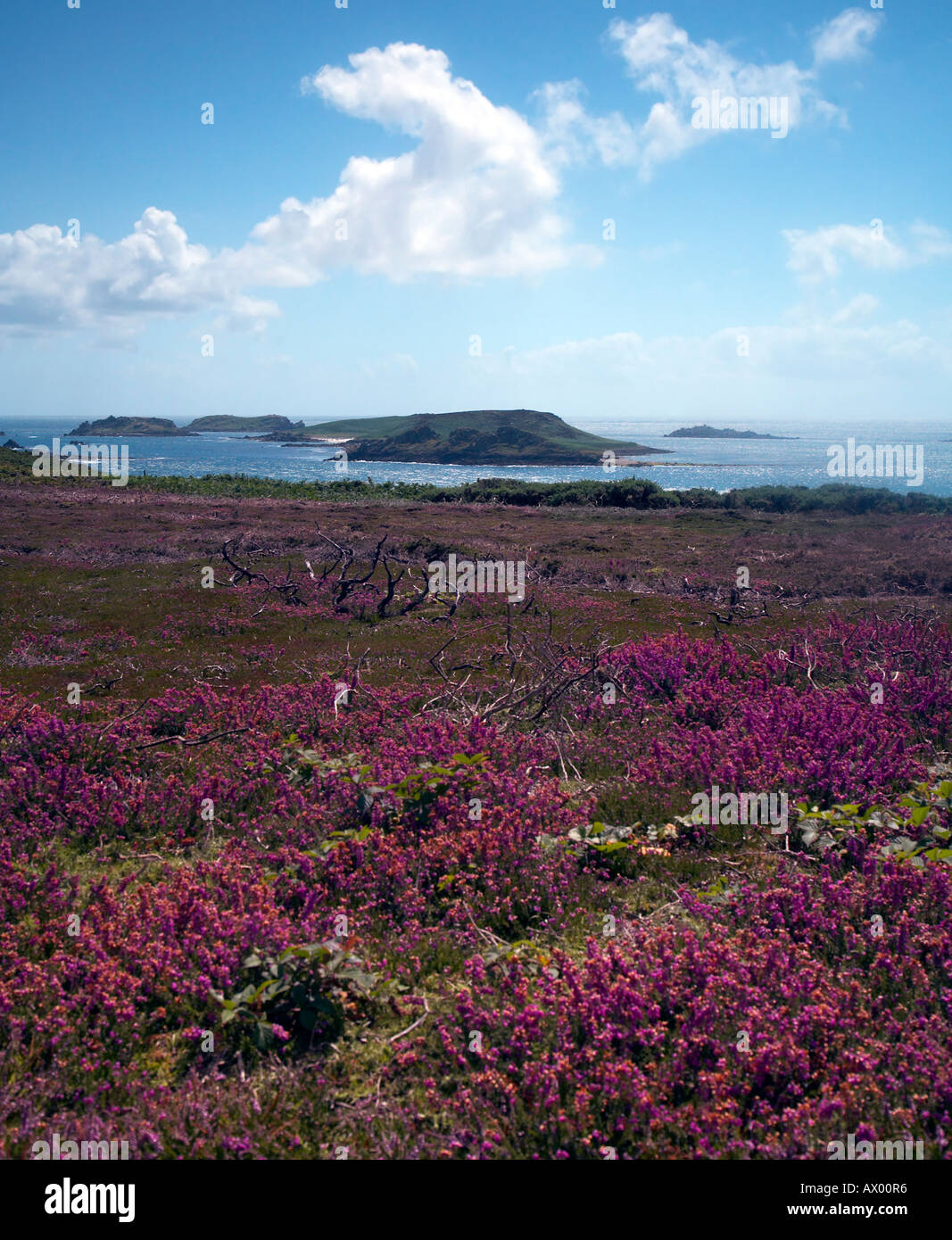Heidekraut bedeckt Hang am St Martins Isles of Scilly mit Blick auf den östlichen Inseln Stockfoto