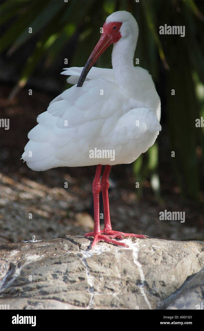 Weißes Ibis, Eudocimus Albus, putzen. Stockfoto