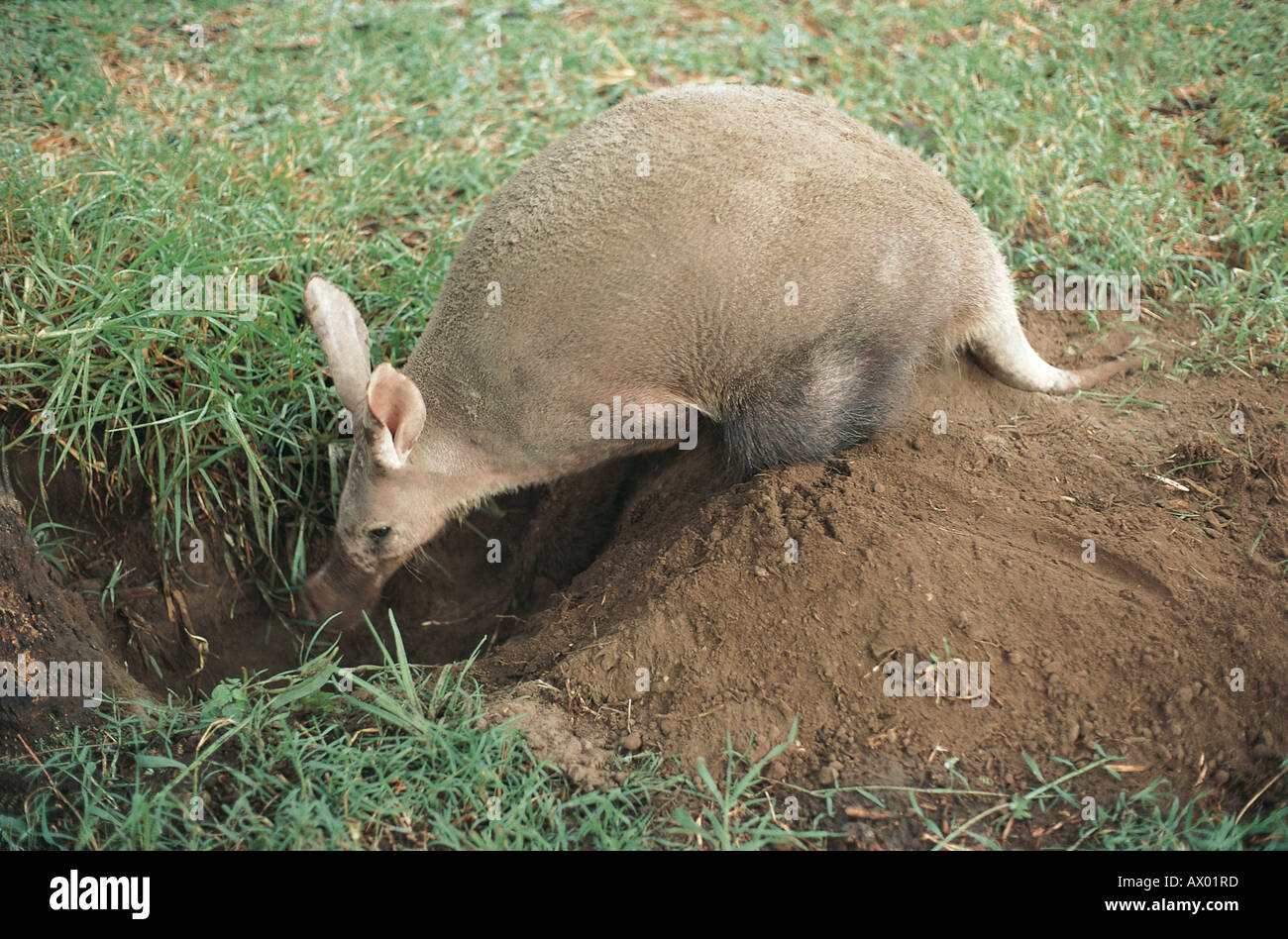 Erdferkel oder Ameise Bären Graben eines Lochs zu suchen Termiten in Kenia in Ostafrika Stockfoto
