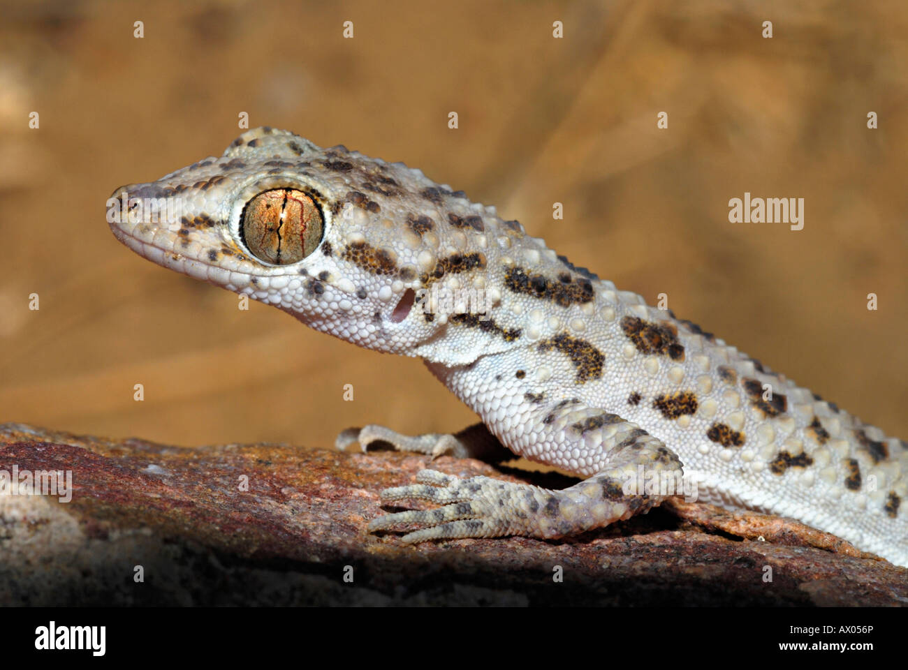 Gekielt Rock Gecko einer anderen Wüste Spezies von Gecko bevorzugen felsige Patches. Stockfoto